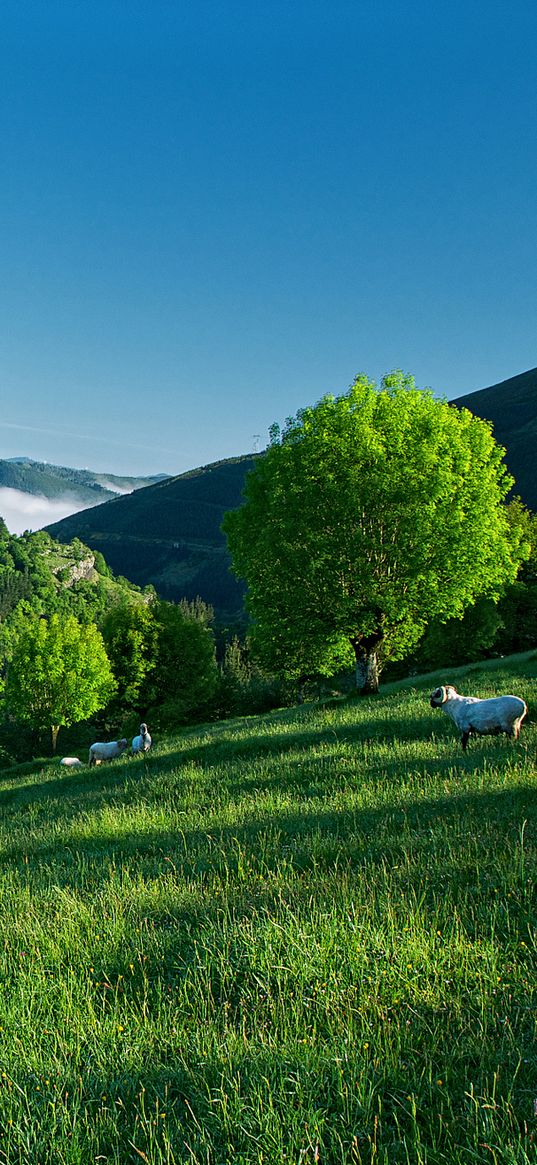 mountain, hillside, sheep, grass, trees, summer