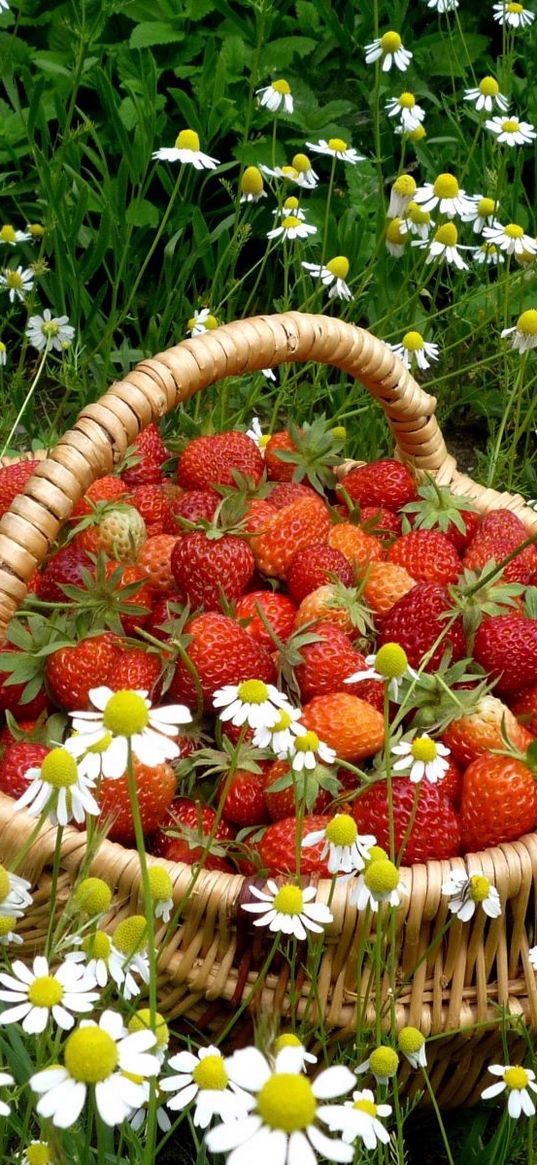 strawberry, basket, berry, camomiles, flowers, field