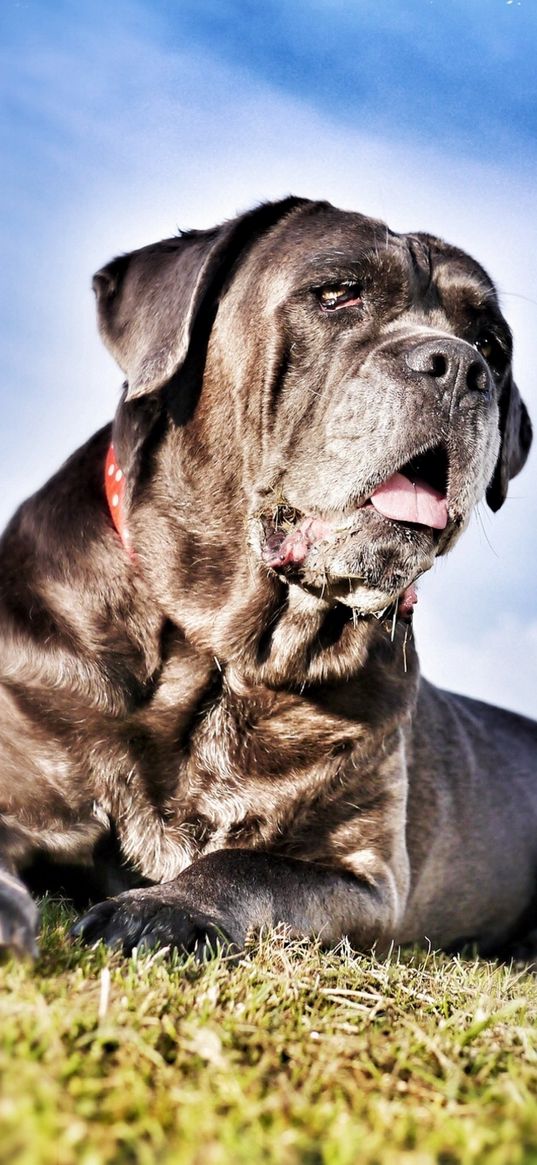 cane corso, dog, face, grass, hdr