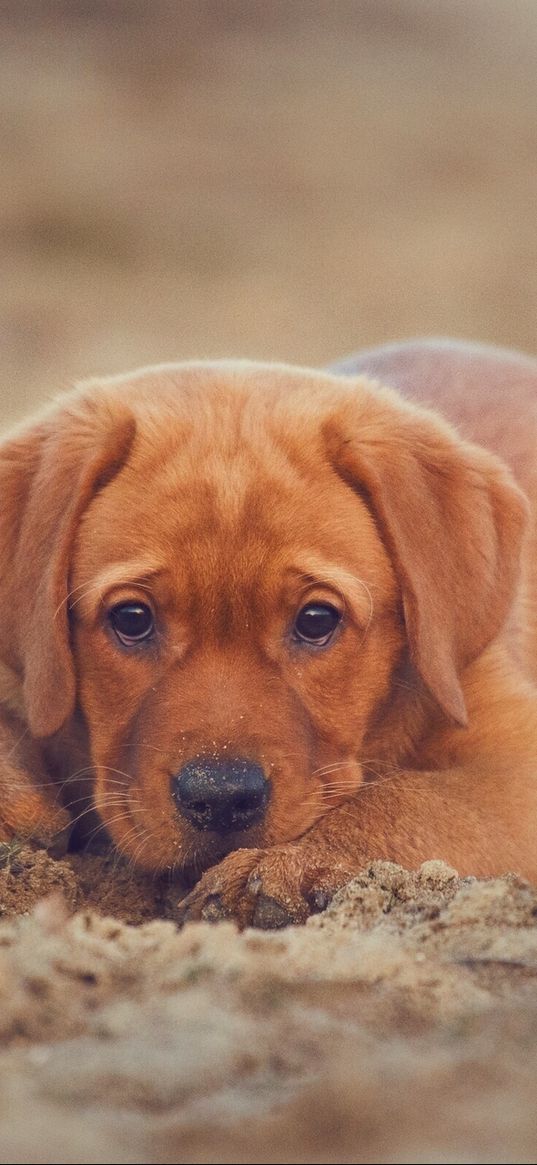 retriever, labrador, dog, puppy