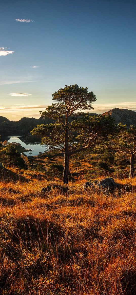 norway, trees, sky, grass