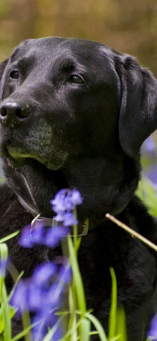 labrador, retriever, black, grass, flowers, muzzle