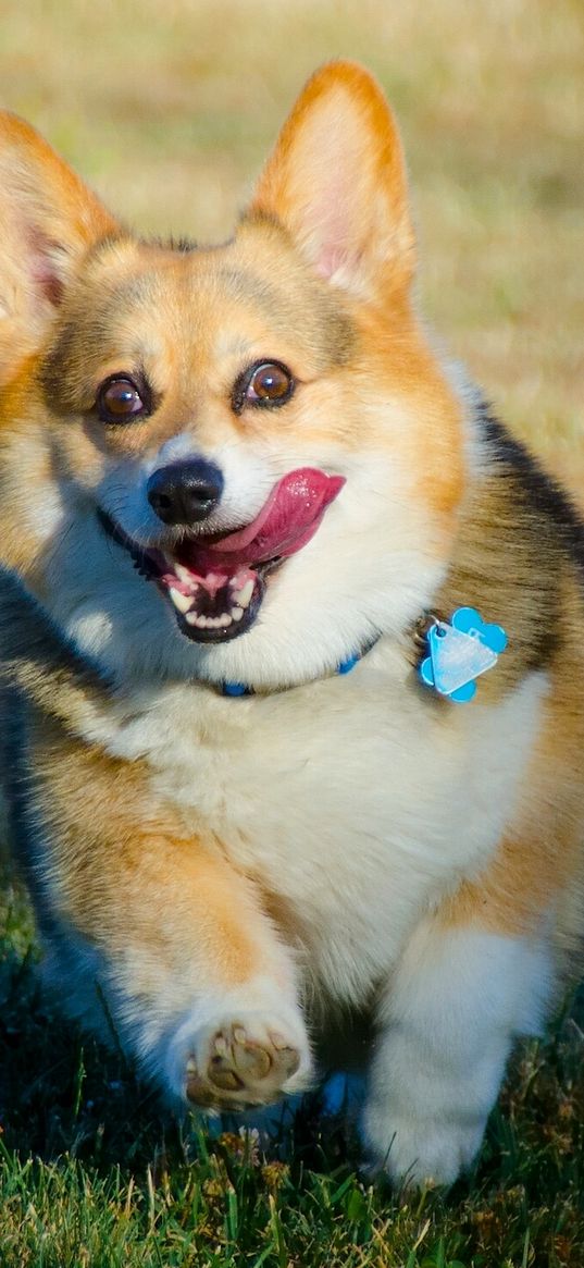 welsh corgi, dog, run, protruding tongue