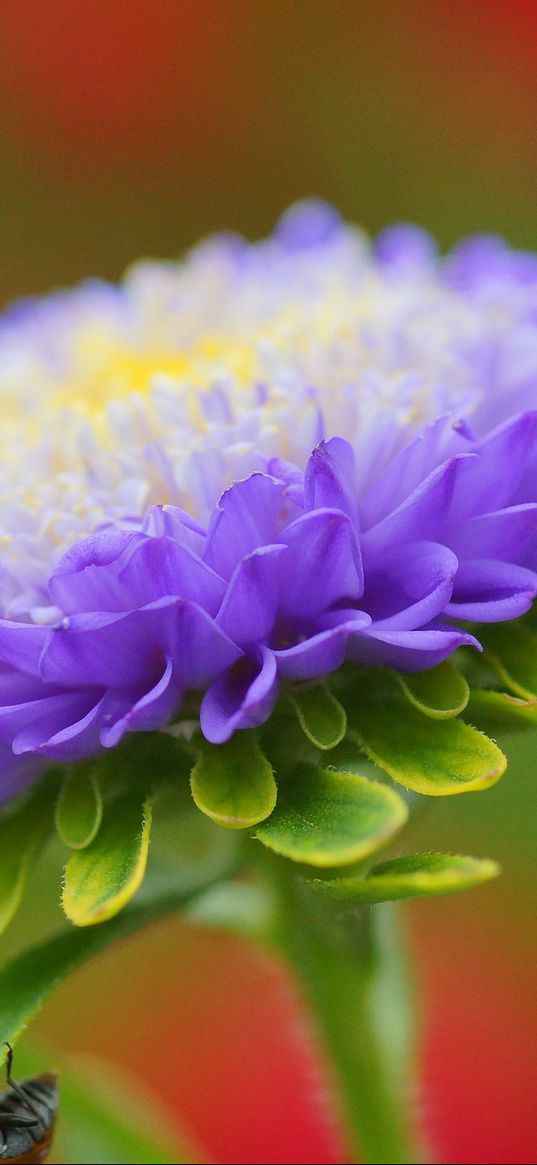 aster, flower, petals, purple, bud