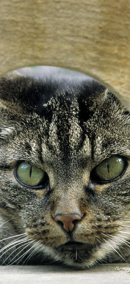 gray, tabby, cat, eyes, green