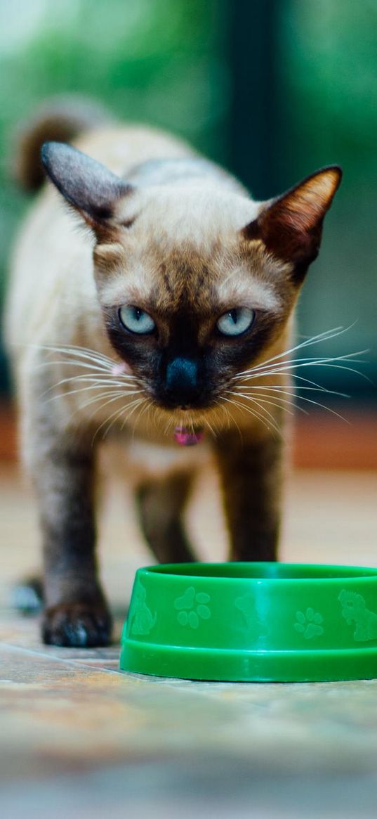 kitten, siamese, look, bowl