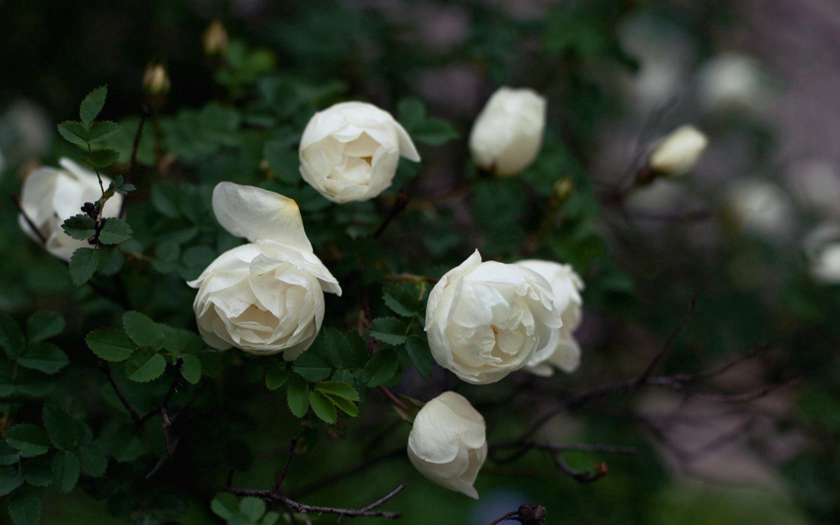 roses, twigs, white, petals, buds