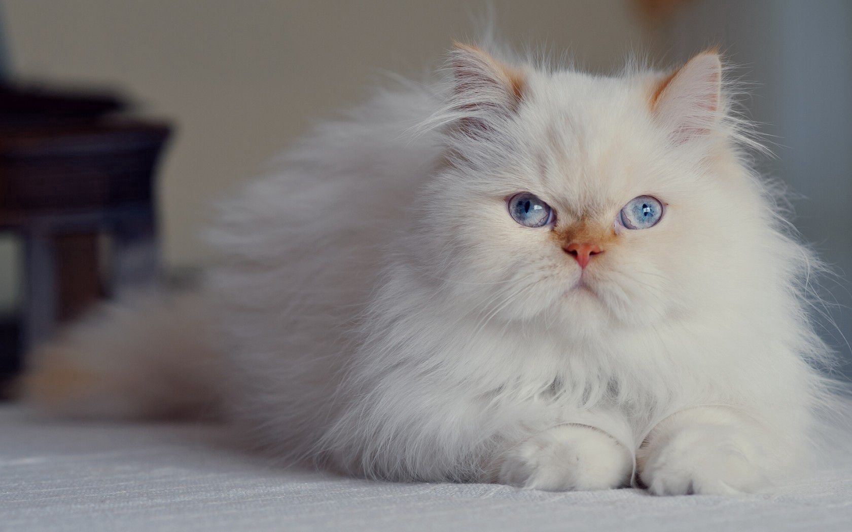 cat, fluffy, persian, blue-eyed