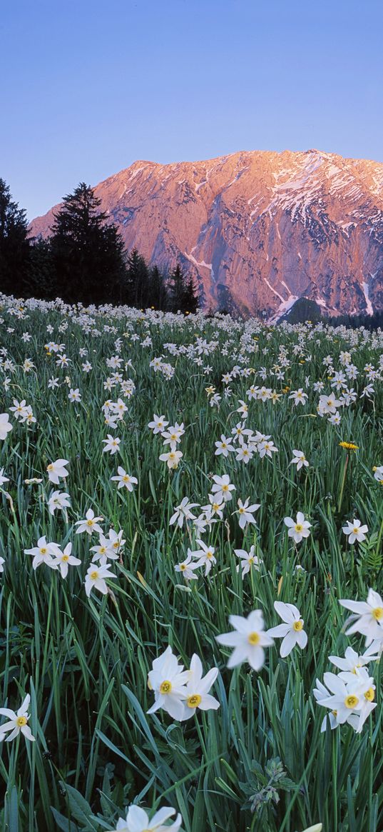 austria, meadow, field, flowers, sky, mountains