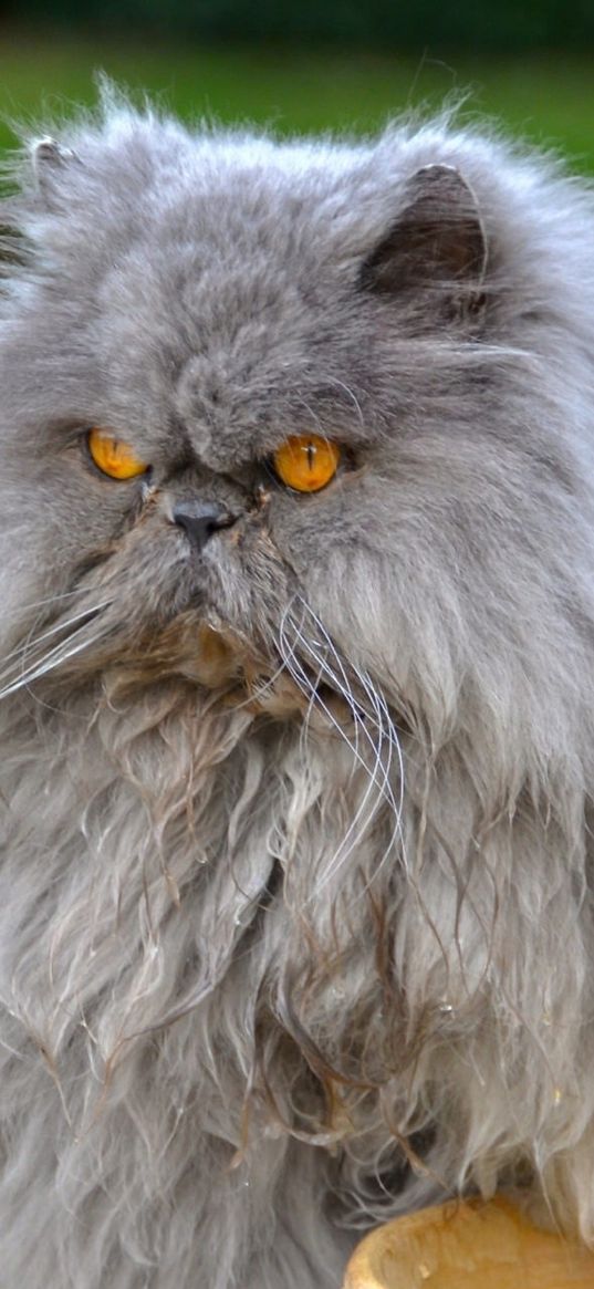 persian cat, cat, furry, angry