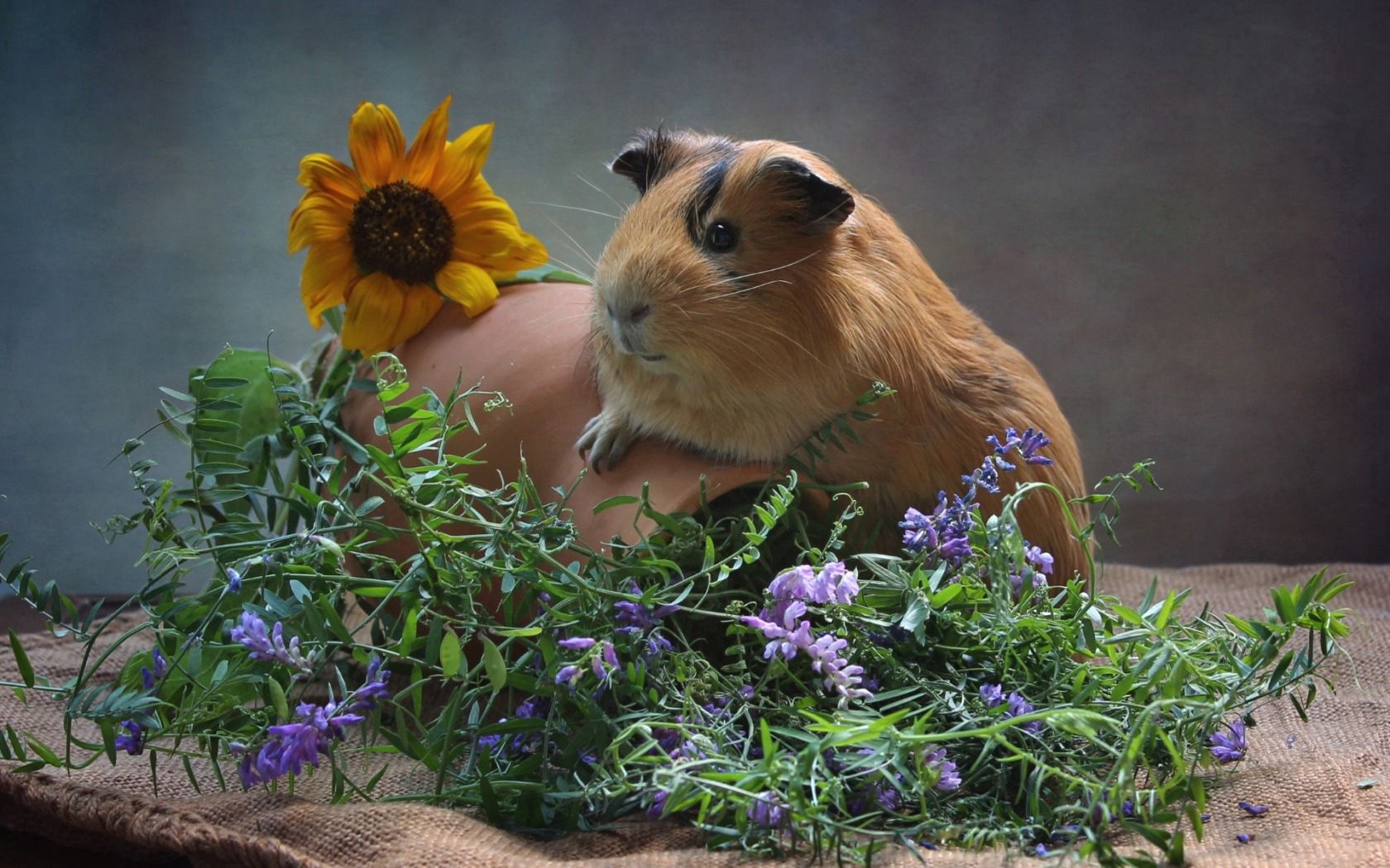 guinea pig, pitcher, flowers, rodent