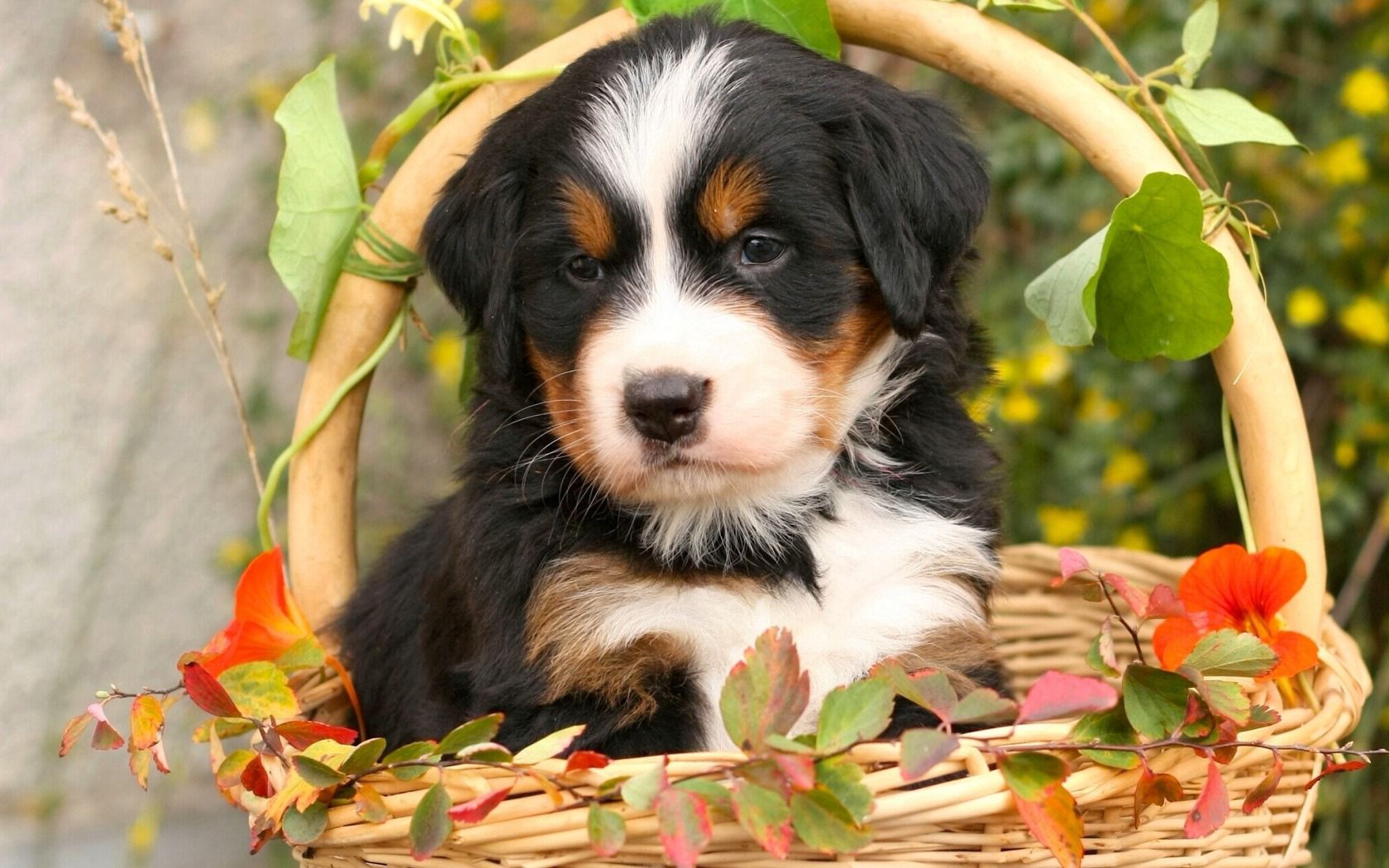 bernese mountain dog, bernese shepherd, dog, puppy, flowers, basket