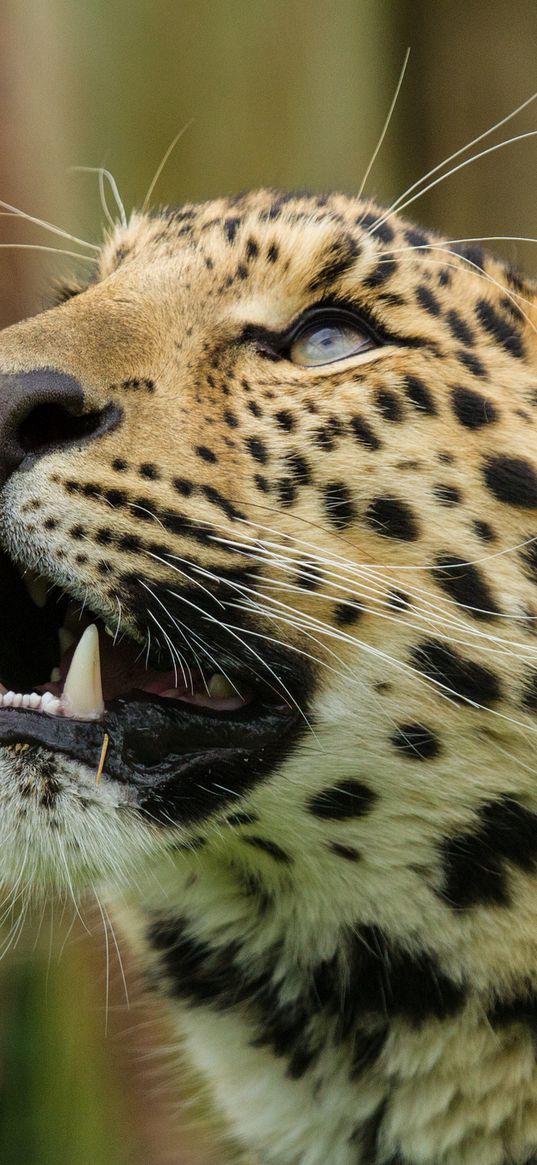 amur leopard, leopard, predator, snout, teeth