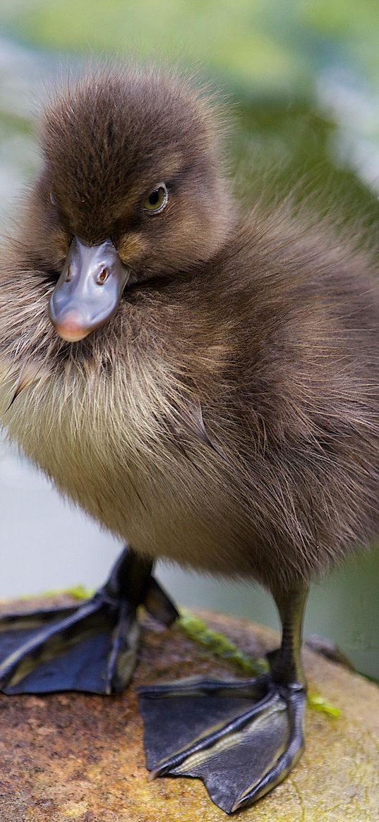 duckling, paws, toddler