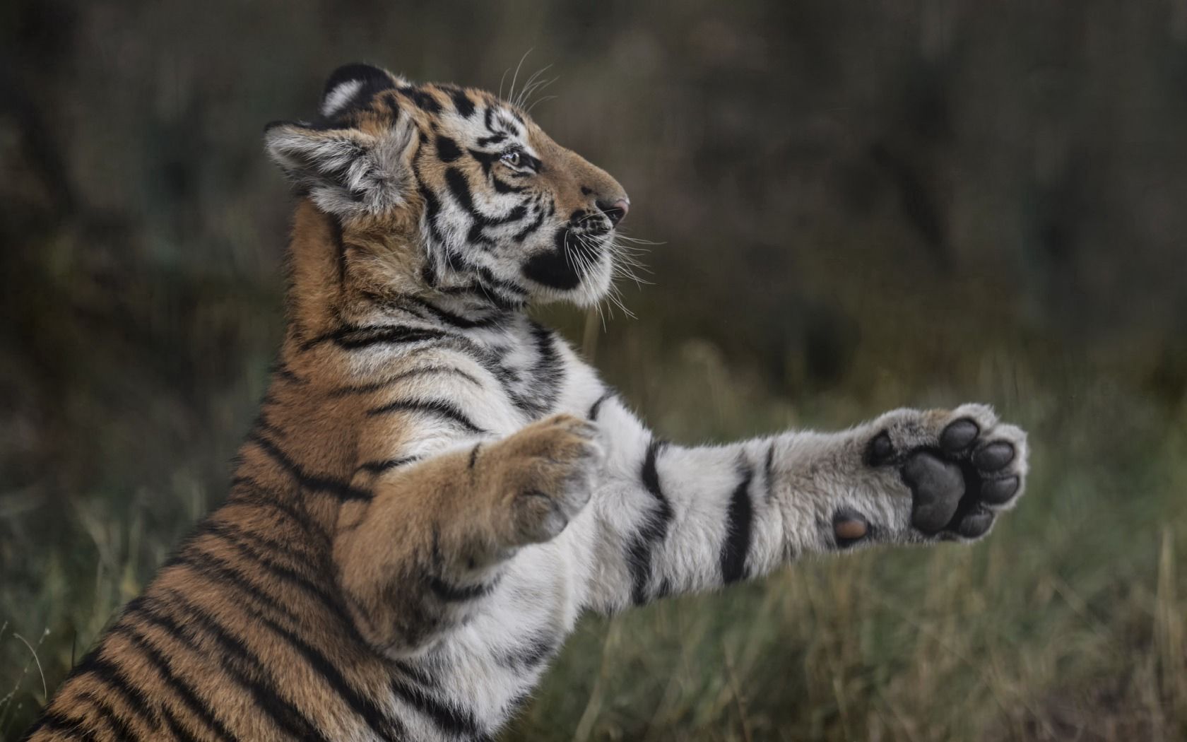 tiger, paws, grass, young, playful