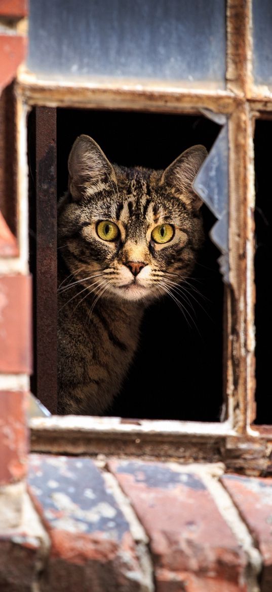 cat, window, broken, peep