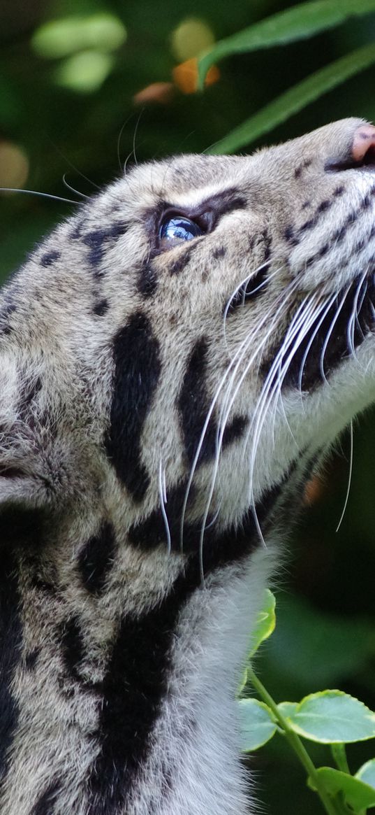 clouded leopard, wild cat, snout, spotted