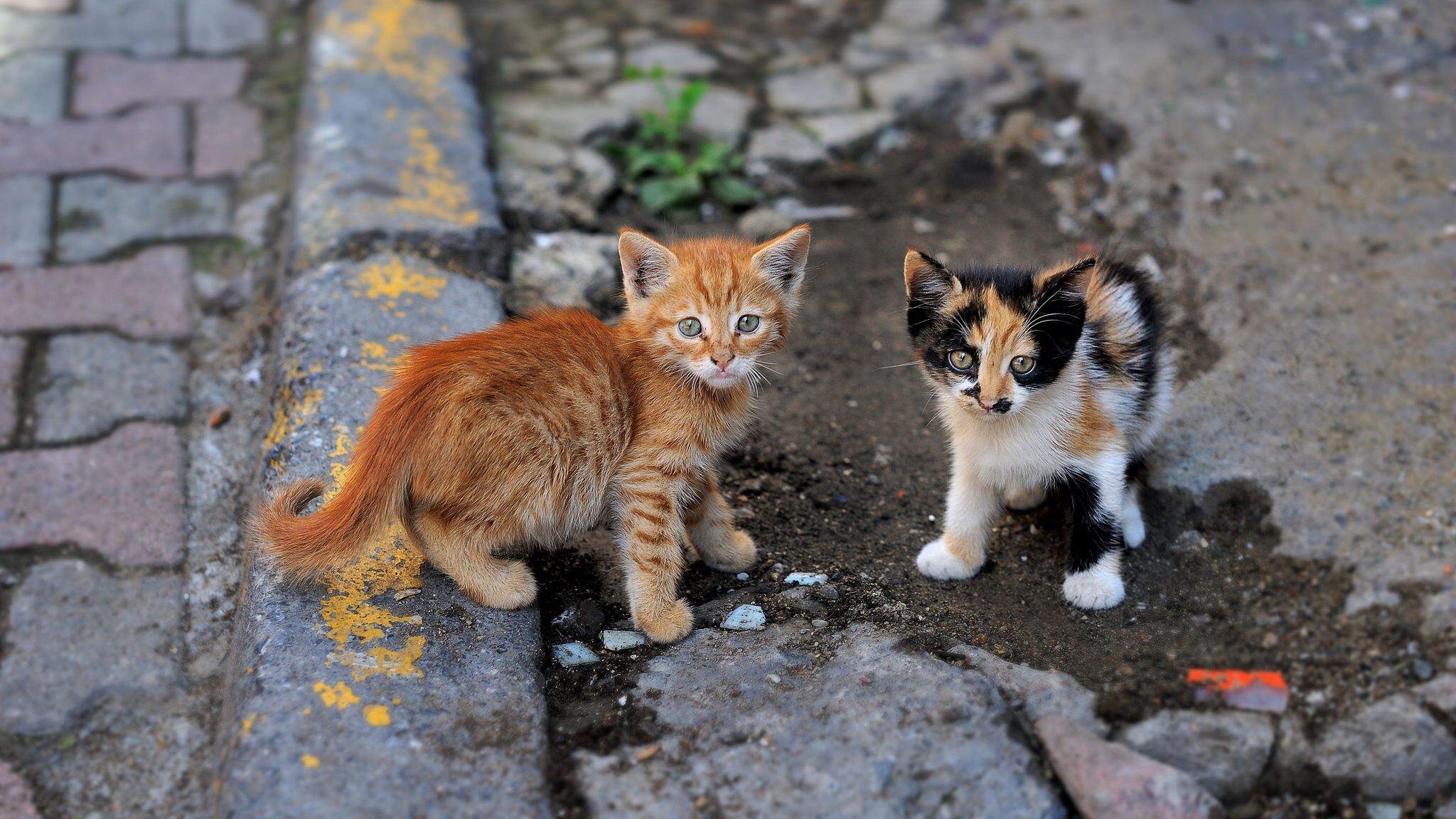 kittens, street, couple, striped, spotted