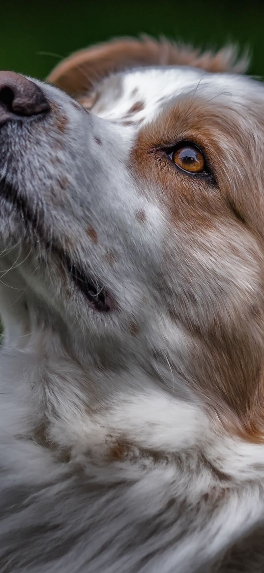 australian shepherd, aussie, dog, muzzle, eyes