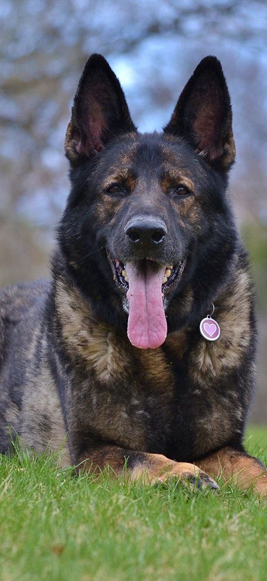 german shepherd, dog, muzzle, protruding tongue