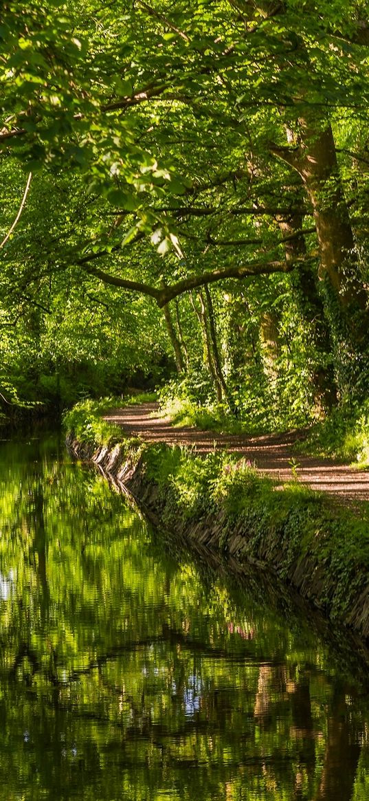 west devon, england, river, trail, forest