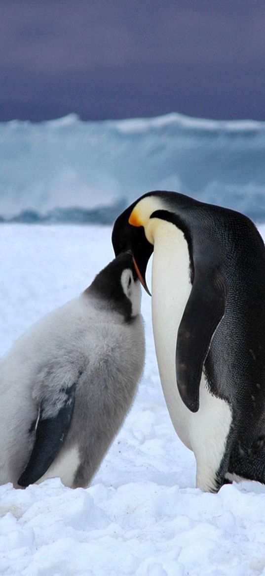 penguins, ice, pack, white, black, snow