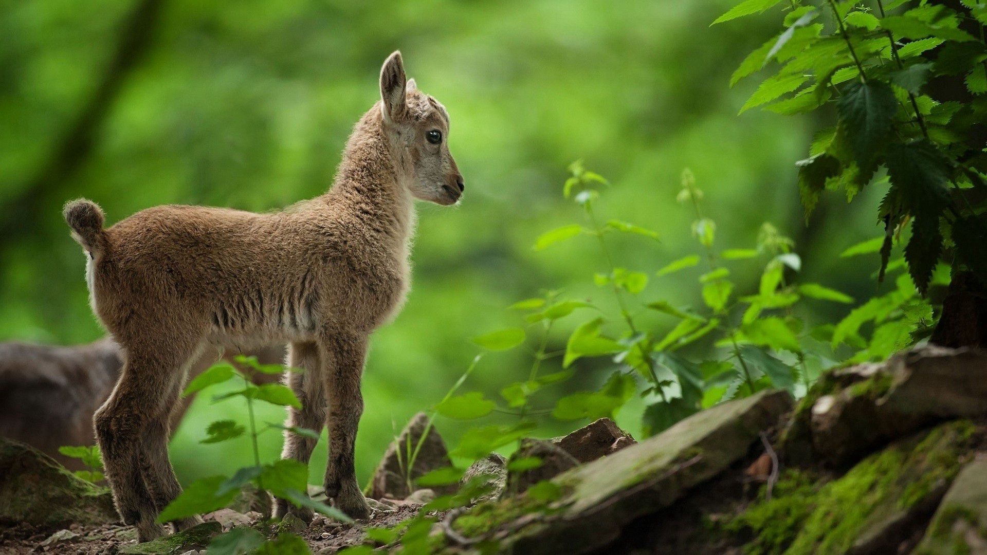 goat, cub, grass