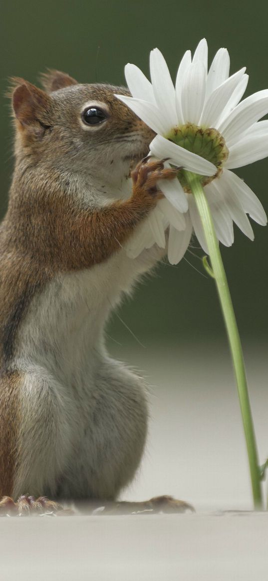 squirrel, flower, funny, sniffing