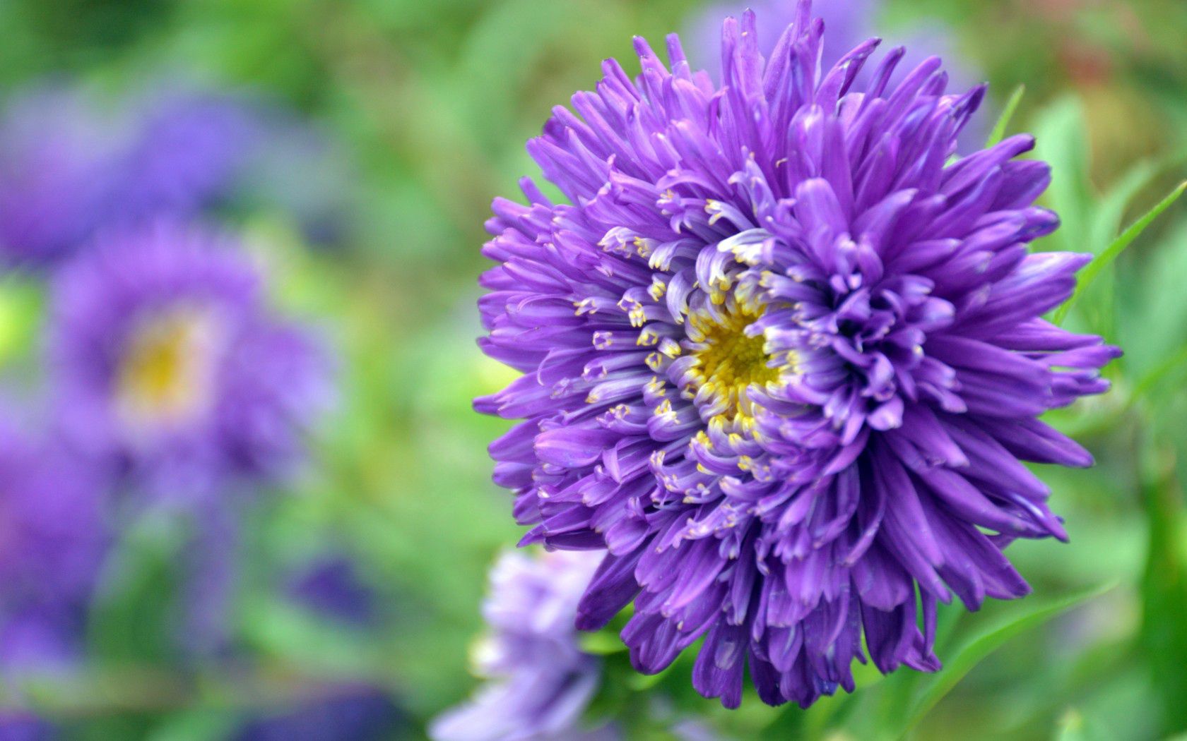 aster, flower, petals, purple