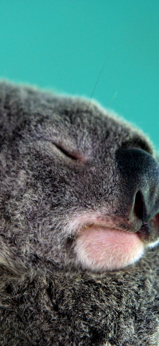 koala, sleep, snout