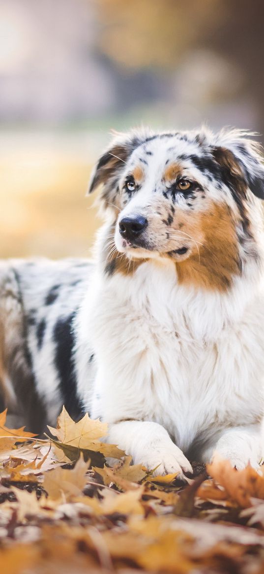 australian shepherd, dog, autumn, foliage