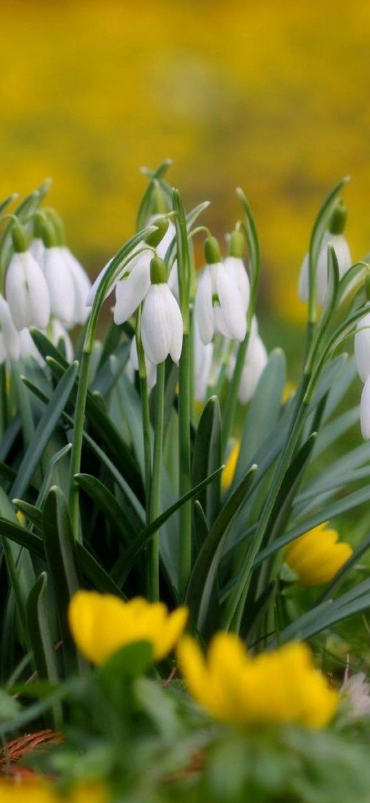 snowdrops, flowers, grass, close-up, blurred