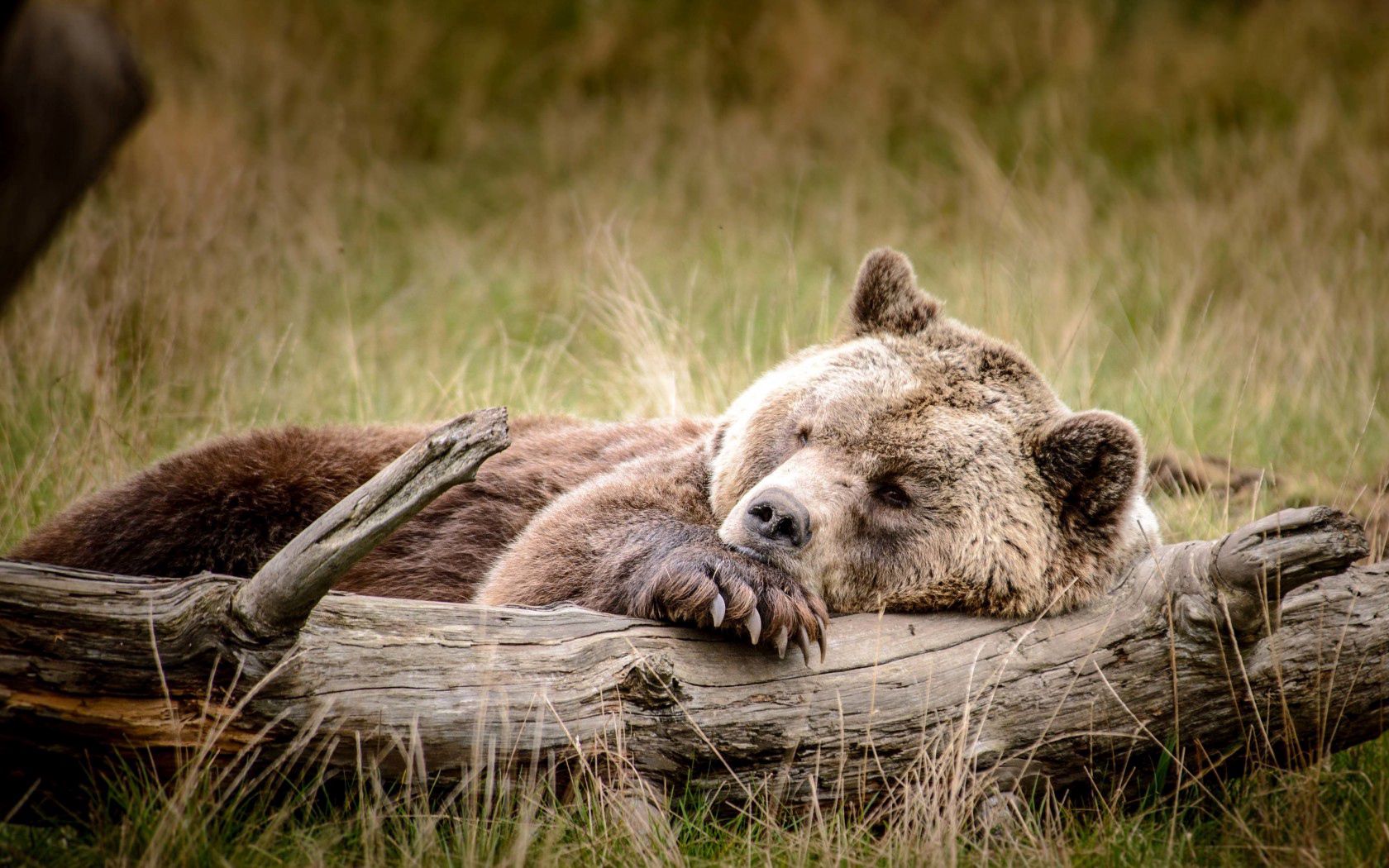 bear, brown, timber, recreation