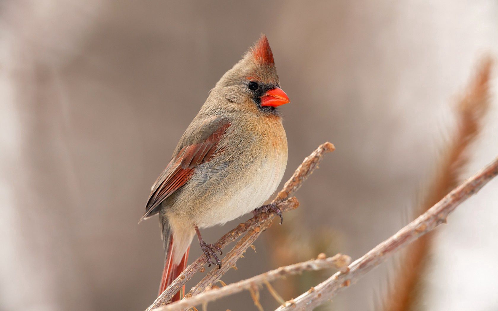 cardinal, bird, branch