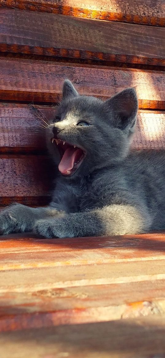 kitten, cat, bench, yawning