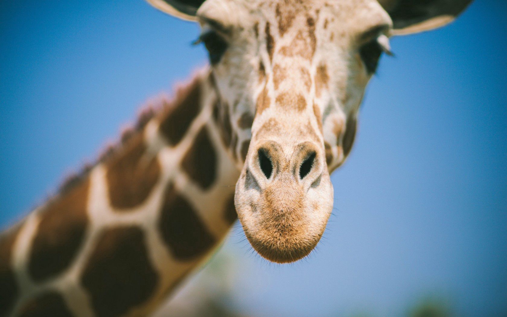 giraffe, eyes, face, nose, blurred