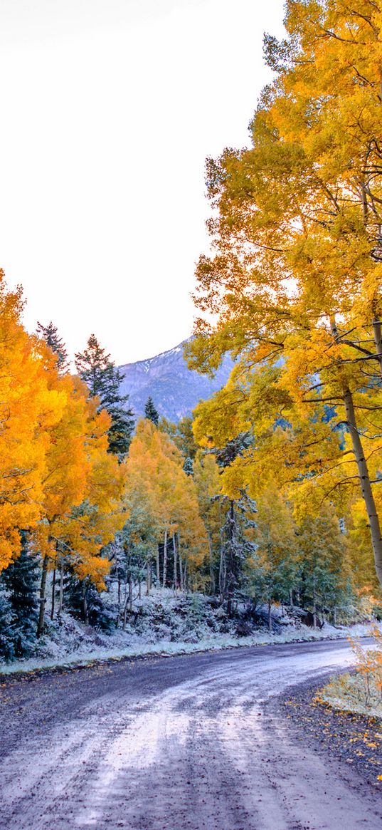 aspen, colorado, usa, trees, fall, twist