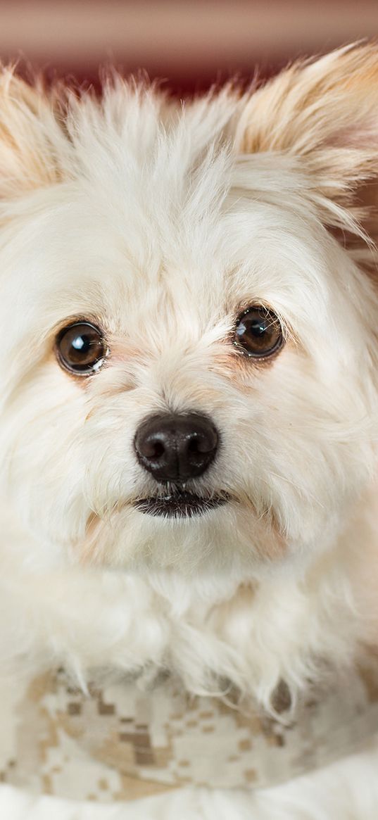 maltese, puppy, dog