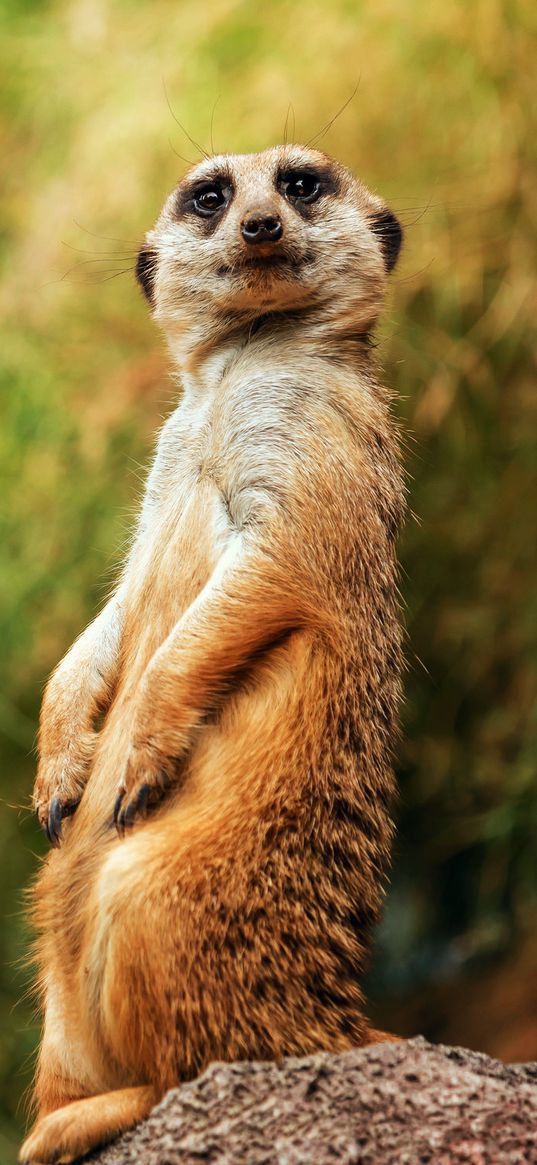 meerkat, funny, sitting