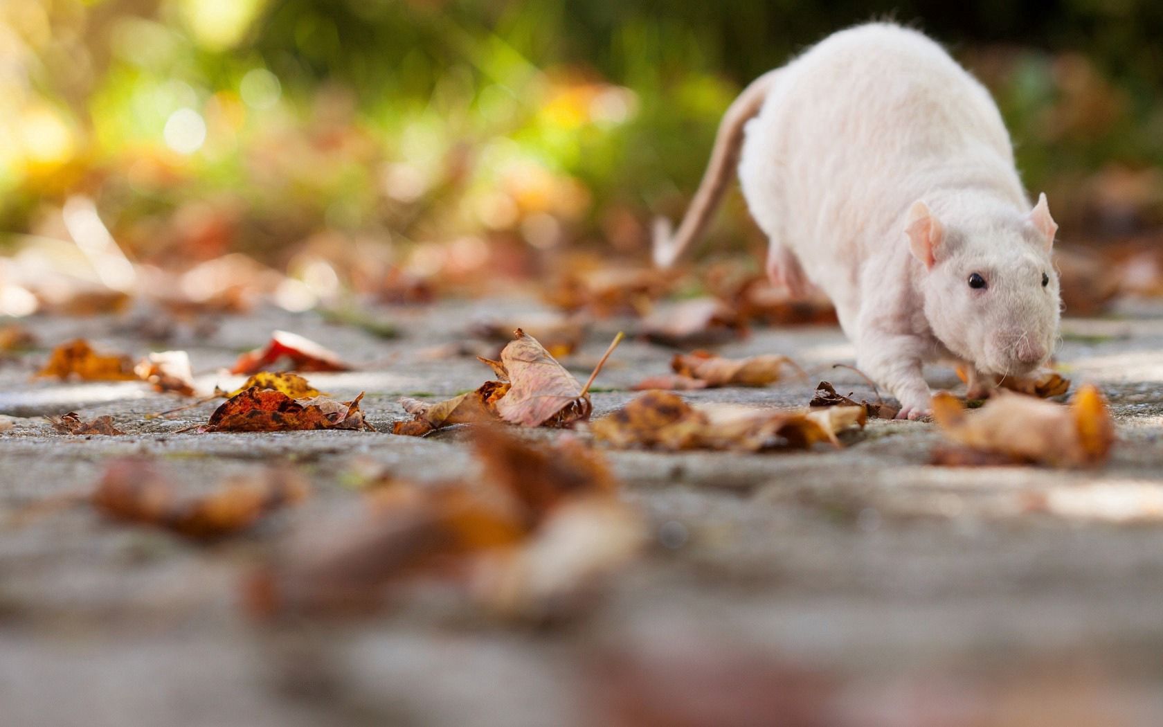 rat, foliage, autumn