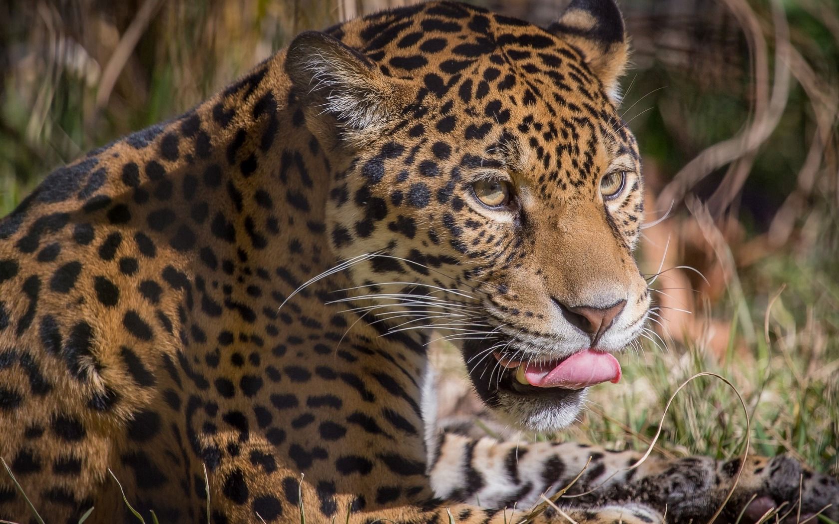 leopard, predator, lick, big cat