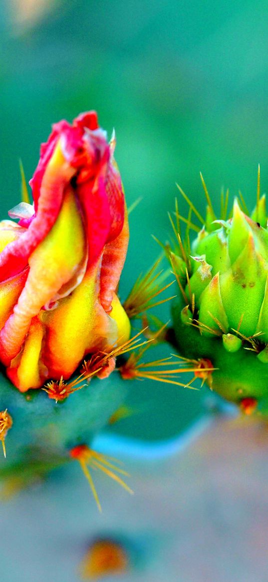 cactus, flowers, thorns