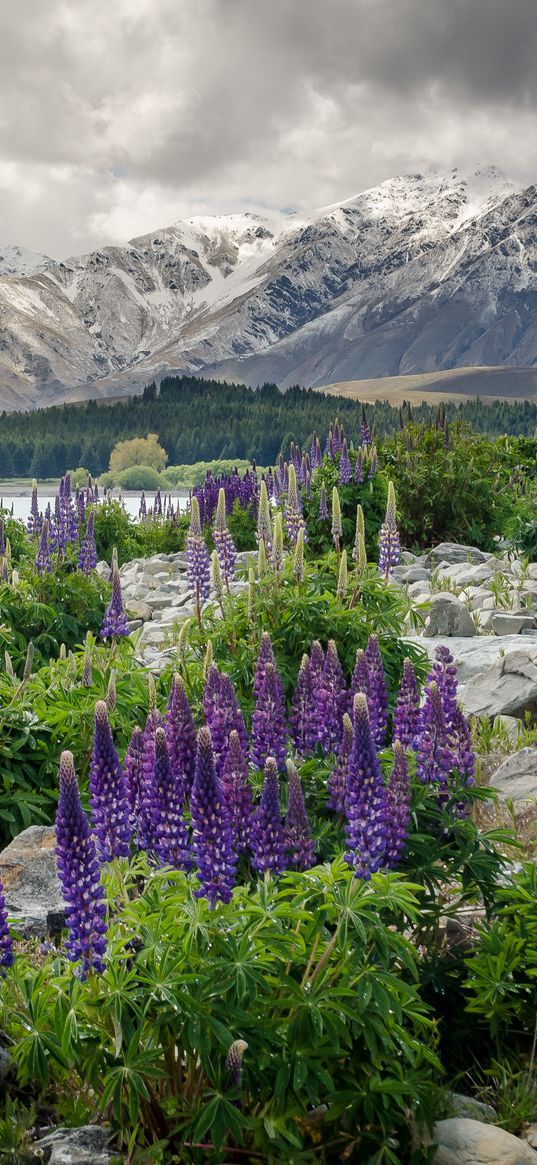 new zealand, mountains, flowers, lake