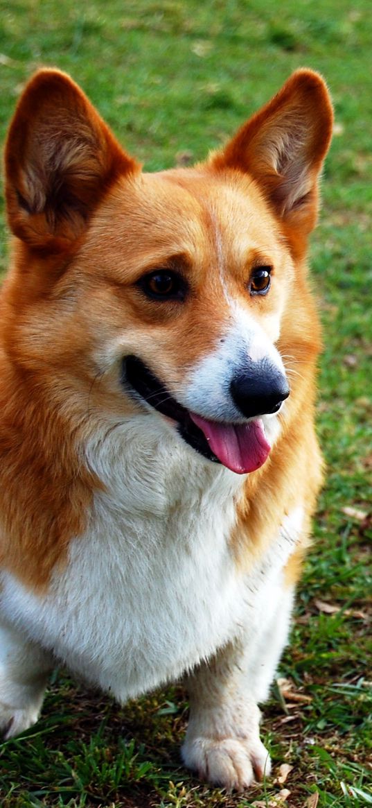 welsh corgi, dog, view, grass