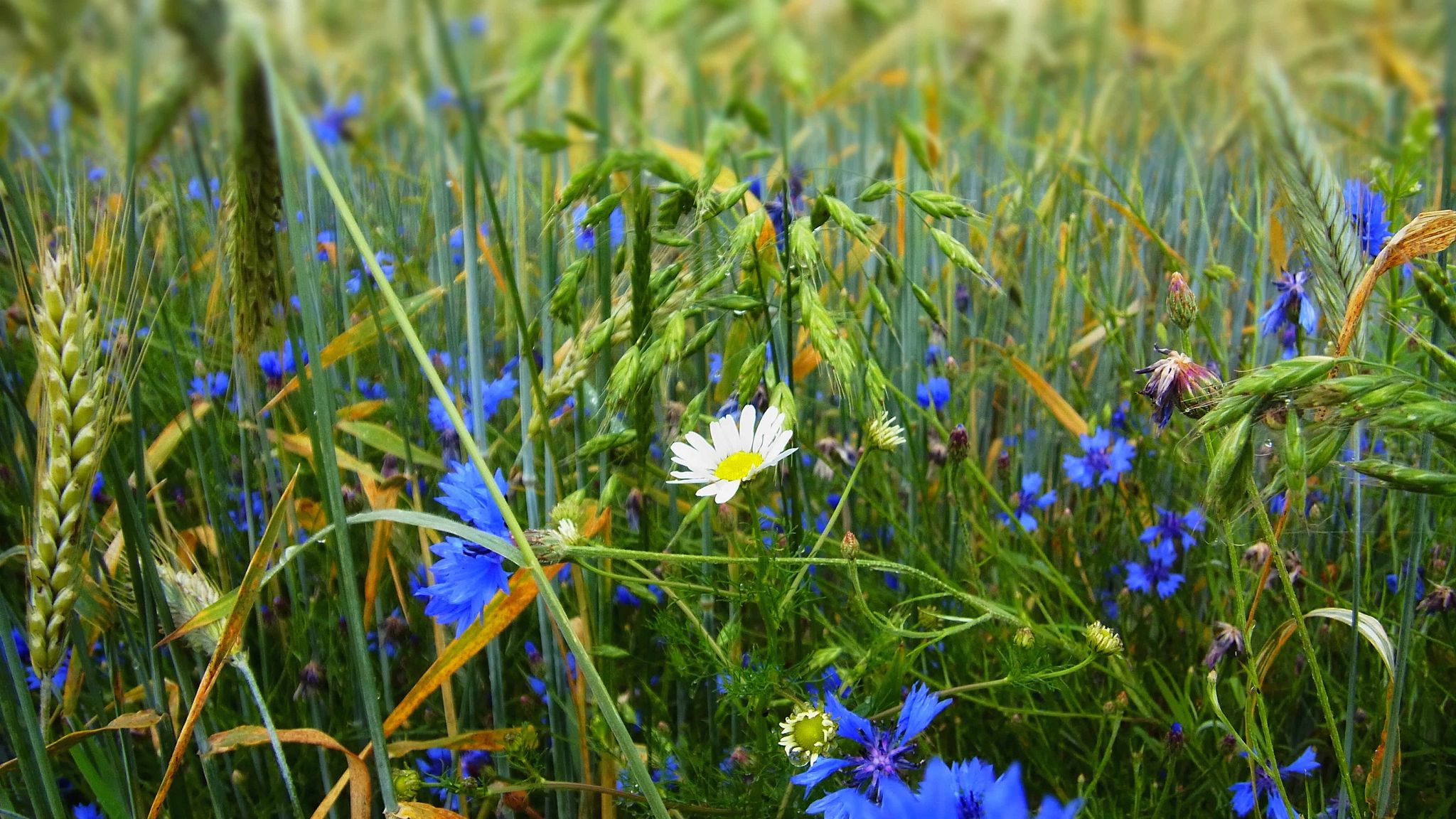 grass, flowers, wildflowers