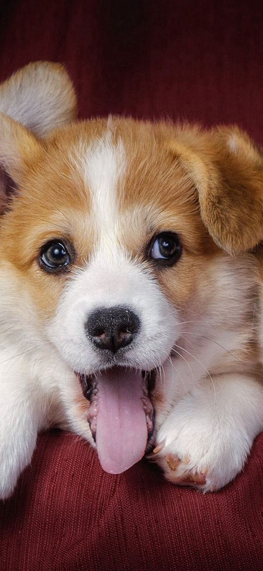 welsh corgi, puppies, dogs