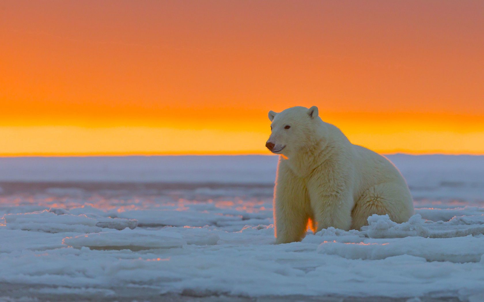 polar bear, alaska, snow