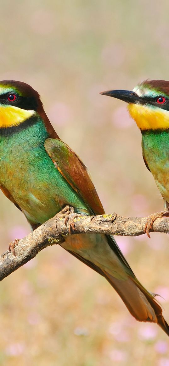 pcheloedki, golden bee-eater, bird, branch