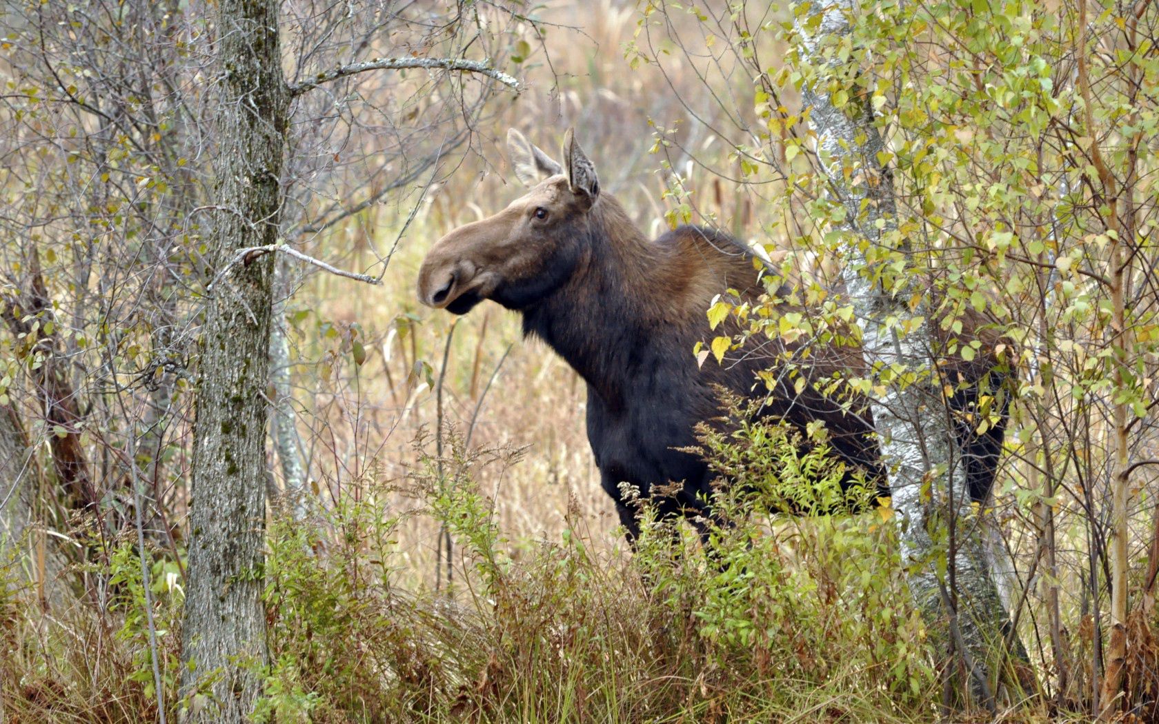 moose, trees, autumn