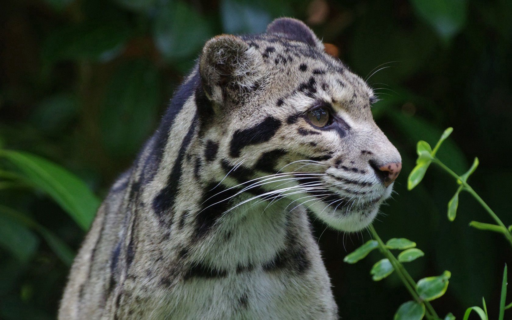 clouded leopard, wild cat, predator